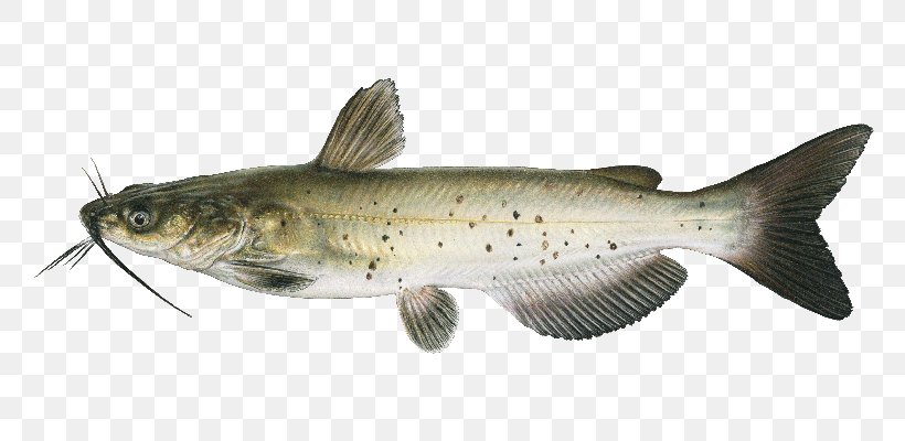 Channel Catfish Freshwater Fishes Of Nebraska: A Guide To Game Fishes Cod, PNG, 800x400px, Catfish, Aquaculture Of Catfish, Bass, Black Basses, Bony Fish Download Free