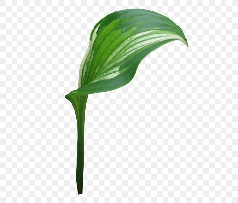 Leaf Plant Stem, PNG, 700x700px, Leaf, Plant, Plant Stem Download Free