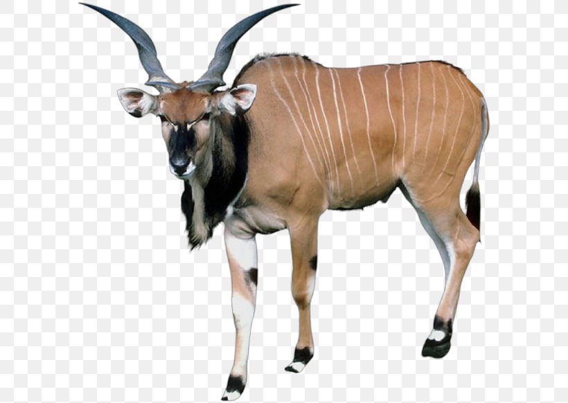 Antelope Gemsbok Bear Animal Kudu, PNG, 600x582px, Antelope, Animal, Bear, Bongo, Common Eland Download Free