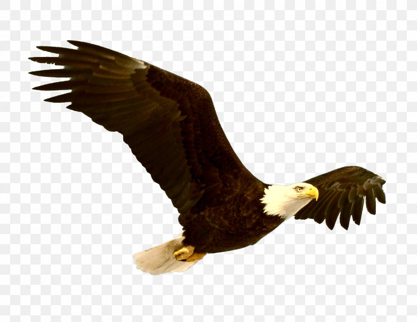 Bald Eagle Bird Clip Art, PNG, 2164x1673px, Bald Eagle, Accipitriformes, Beak, Bird, Bird Of Prey Download Free
