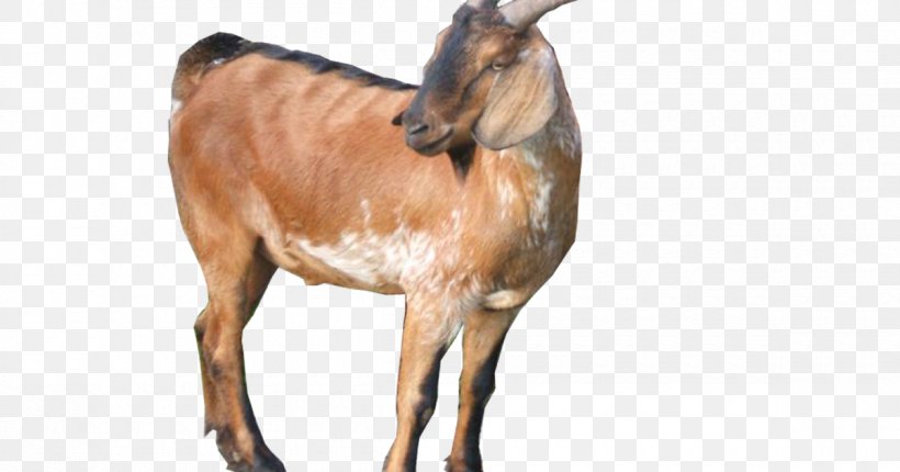 Jamnapari Goat Boer Goat Goat Farming Saanen Goat Ahuntz, PNG, 1200x630px, Jamnapari Goat, Ahuntz, Animal Feed, Animal Husbandry, Boer Goat Download Free