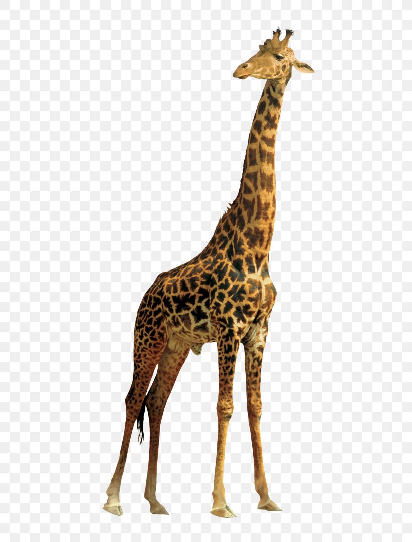 Northern Giraffe Masai Giraffe Clip Art, PNG, 500x1078px, Northern Giraffe, Animal, Animal Figure, Fauna, Giraffe Download Free