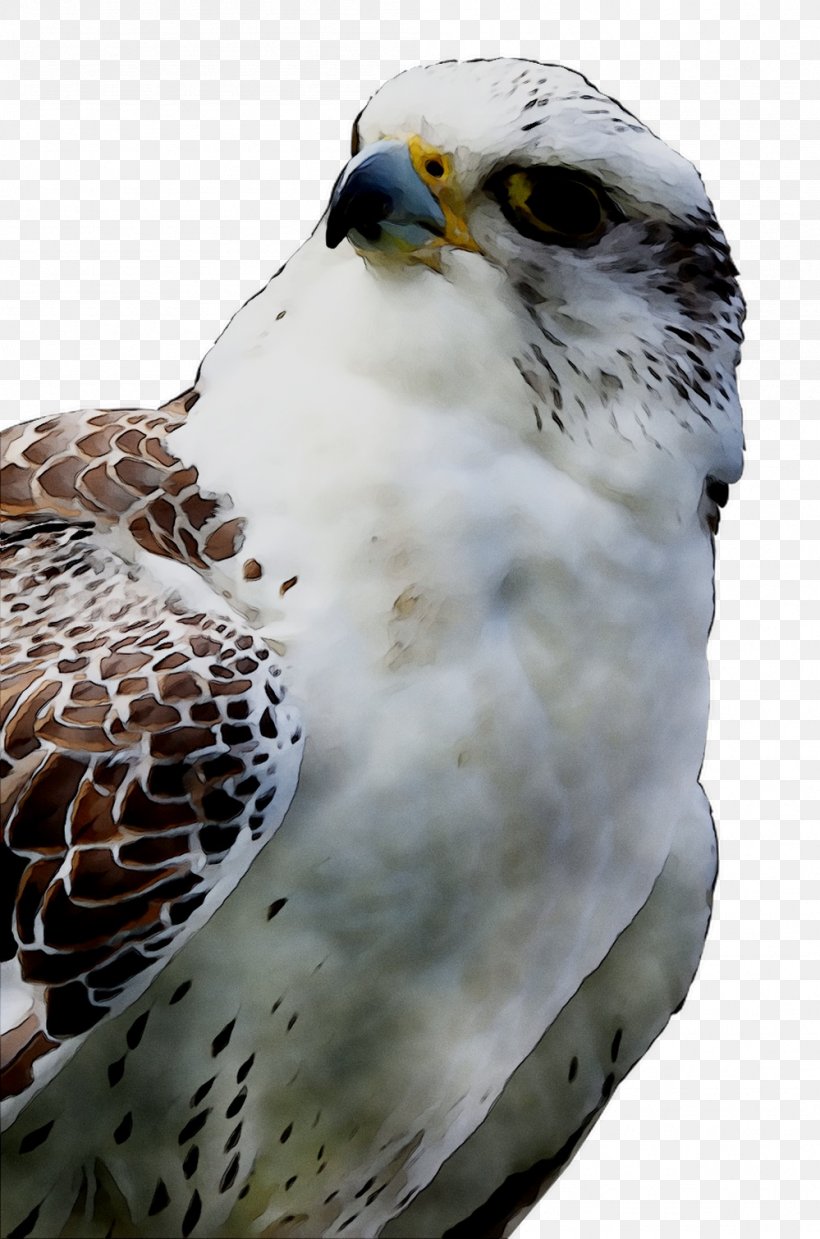 Owl Hawk Common Buzzard Beak, PNG, 999x1510px, Owl, Accipitridae, Accipitriformes, Beak, Bird Download Free