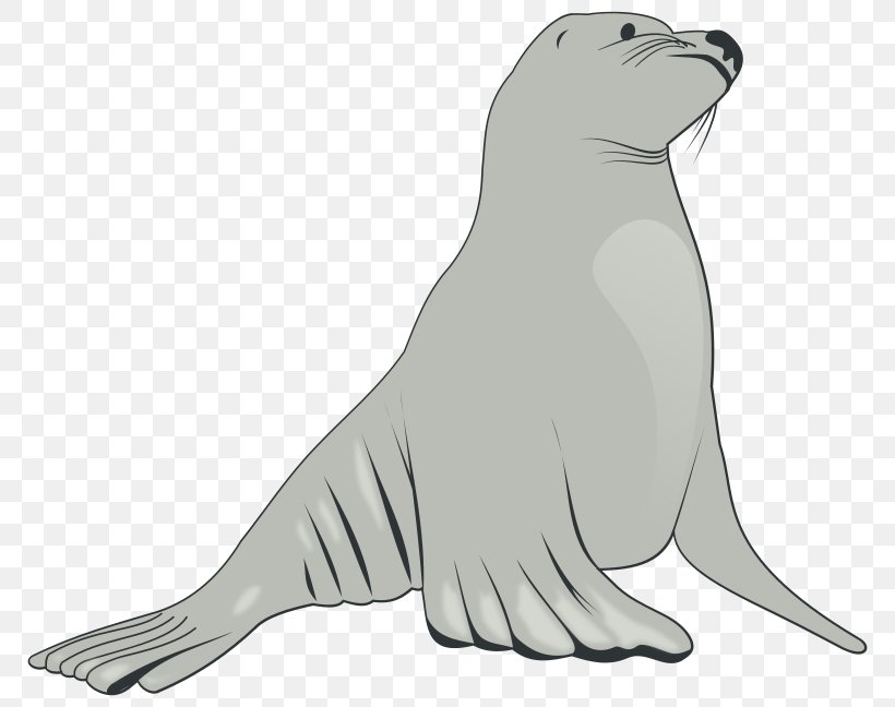 Sea Lion Clip Art, PNG, 800x648px, Sea Lion, Beak, Black And White, Carnivoran, Dog Like Mammal Download Free
