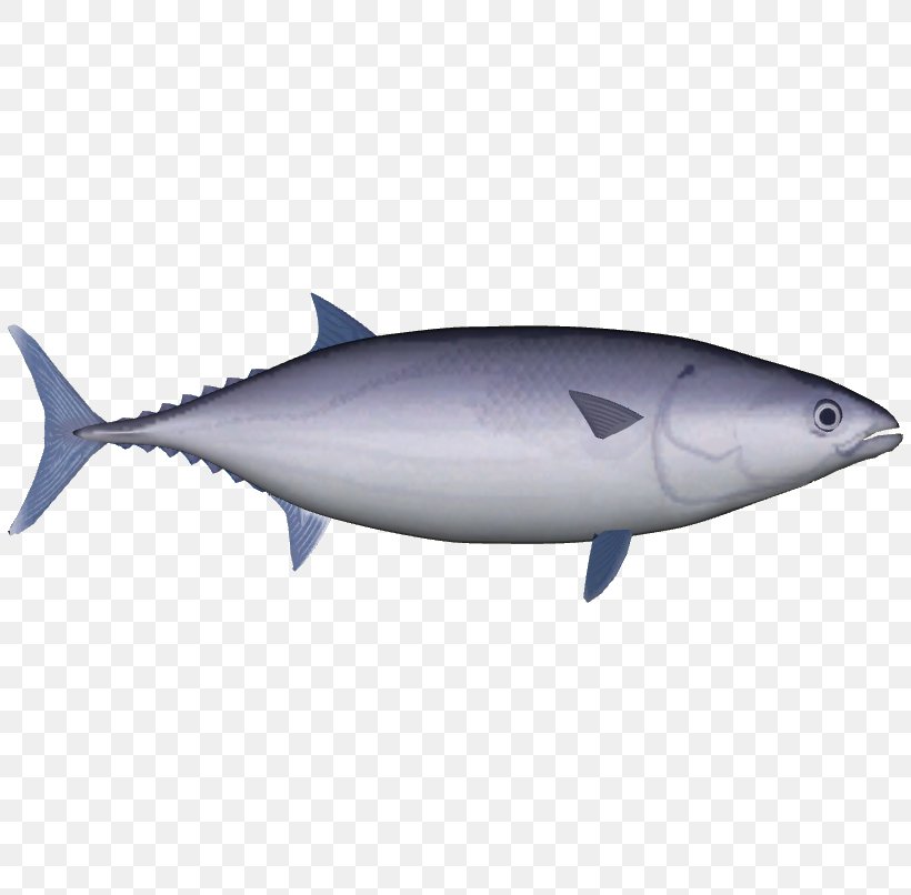 True Tunas Skipjack Tuna Yellowfin Tuna Pelagic Fish Mahi-mahi, PNG, 806x806px, True Tunas, Atlantic Bluefin Tuna, Atlantic Bonito, Bonito, Bony Fish Download Free