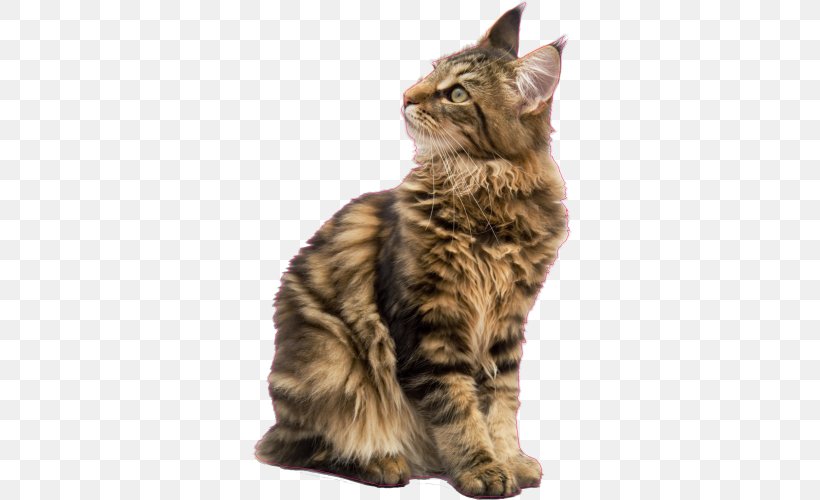 Maine Coon Raccoon Kitten Ragdoll Pet Sitting, PNG, 500x500px, Maine Coon, American Wirehair, Breed, California Spangled, Carnivoran Download Free