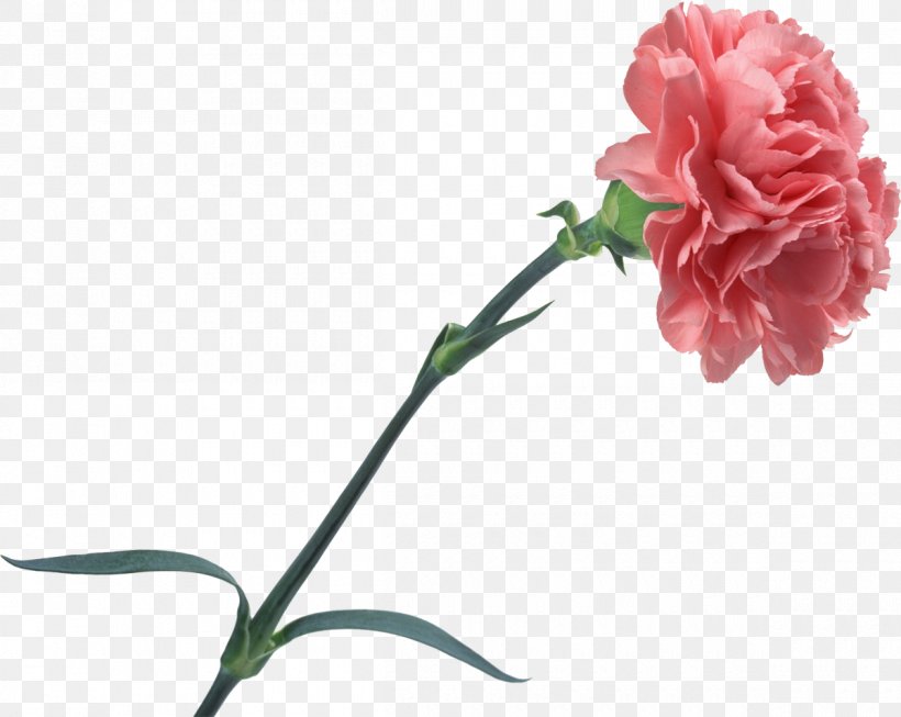 Carnation Cut Flowers Rose, PNG, 1200x957px, Carnation, Bud, Cut Flowers, Floral Design, Flower Download Free