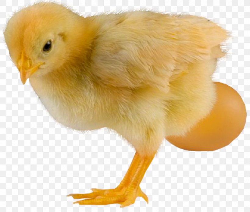 Chicken Bird Desktop Wallpaper, PNG, 968x822px, Chicken, Beak, Bird, Blog, Ducks Geese And Swans Download Free