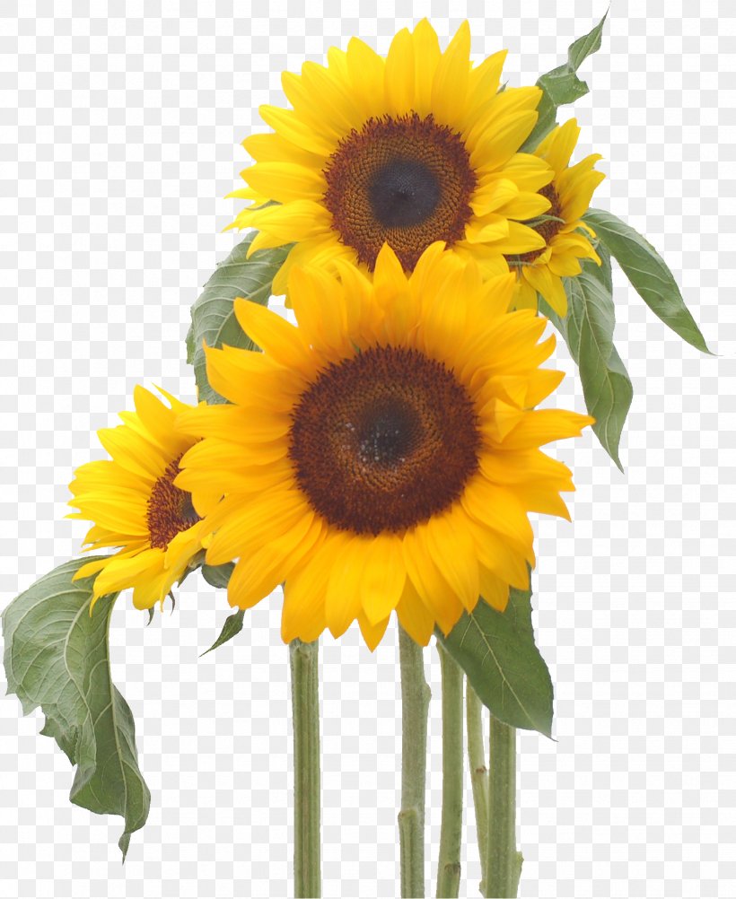 Common Sunflower Happiness Cut Flowers Smile, PNG, 1532x1873px, Common Sunflower, Cut Flowers, Daisy Family, Dream, Floral Design Download Free