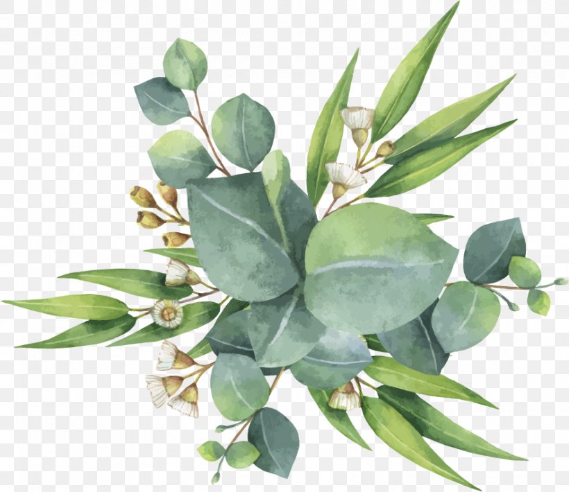 Eucalyptus Polyanthemos Watercolor Painting, PNG, 885x767px, Eucalyptus Polyanthemos, Art, Flowerpot, Gum Trees, Leaf Download Free