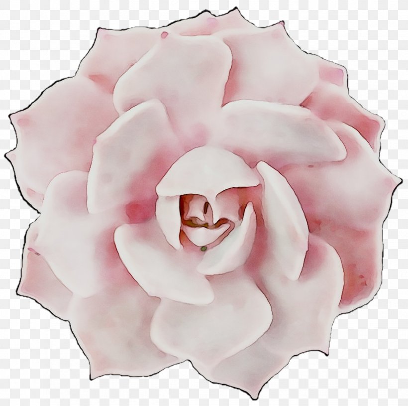 Garden Roses Cabbage Rose Floribunda Petal Cut Flowers, PNG, 1131x1125px, Garden Roses, Cabbage Rose, Camellia, Cut Flowers, Floribunda Download Free