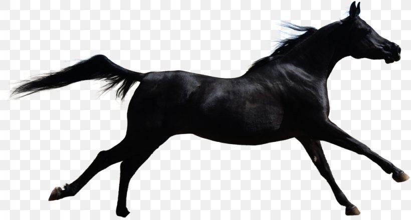 Mustang Stallion Mare American Paint Horse Colt, PNG, 1024x550px, Mustang, American Paint Horse, Animal Figure, Black And White, Bridle Download Free