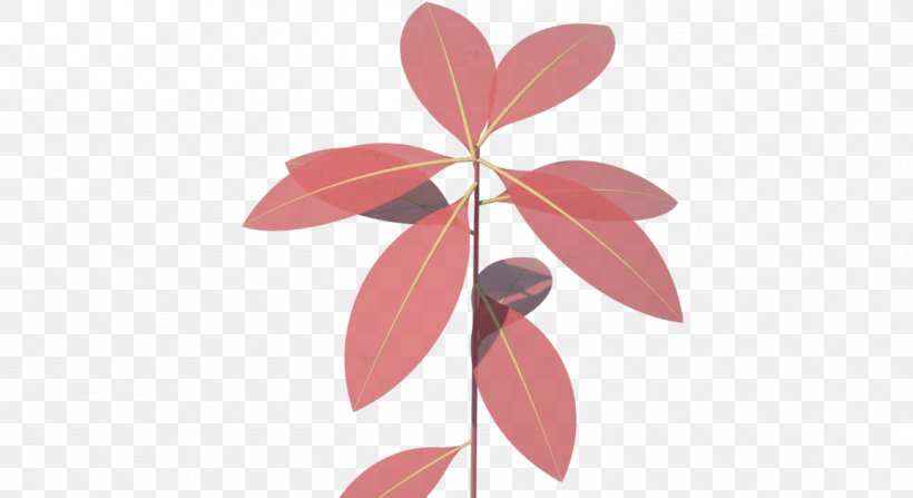 Petal Pink M Leaf, PNG, 1153x629px, Petal, Branch, Flora, Flower, Leaf Download Free