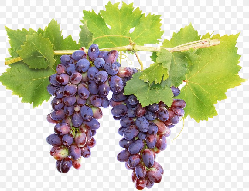 Sauvignon Blanc Sultana Wine Grape Cabernet Sauvignon, PNG, 1200x924px, Sauvignon Blanc, Berry, Bilberry, Cabernet Sauvignon, Common Grape Vine Download Free