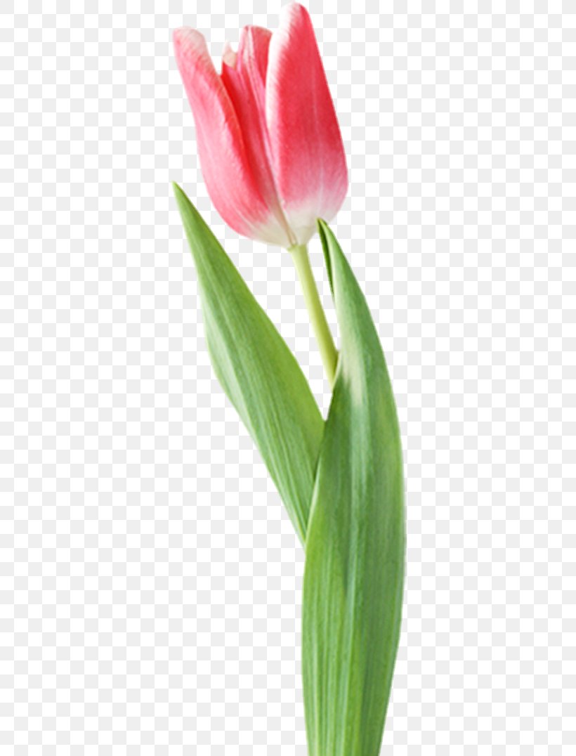 Tulip Amaryllis Cut Flowers Jersey Lily Blog, PNG, 338x1076px, Tulip, Amaryllis, Amaryllis Belladonna, Belladonna, Blog Download Free