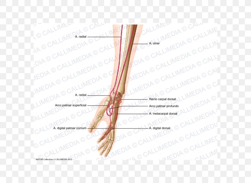 Finger Artery Forearm Hand Human Anatomy, PNG, 600x600px, Watercolor, Cartoon, Flower, Frame, Heart Download Free