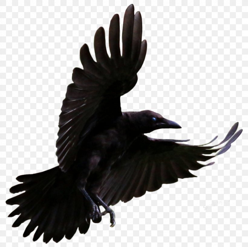 Clip Art Common Raven Bird Brains: The Intelligence Of Crows, Ravens, Magpies, And Jays, PNG, 822x817px, Common Raven, American Crow, Beak, Bird, Crow Download Free