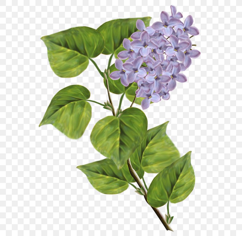 Syringa Xd7 Persica Clip Art, PNG, 592x800px, Syzygium Aromaticum, Flower, Flowerpot, Leaf, Lilac Download Free