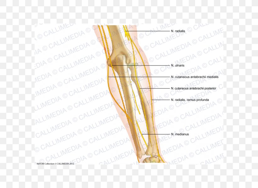 Thumb Elbow Medial Cutaneous Nerve Of Forearm, PNG, 600x600px, Watercolor, Cartoon, Flower, Frame, Heart Download Free