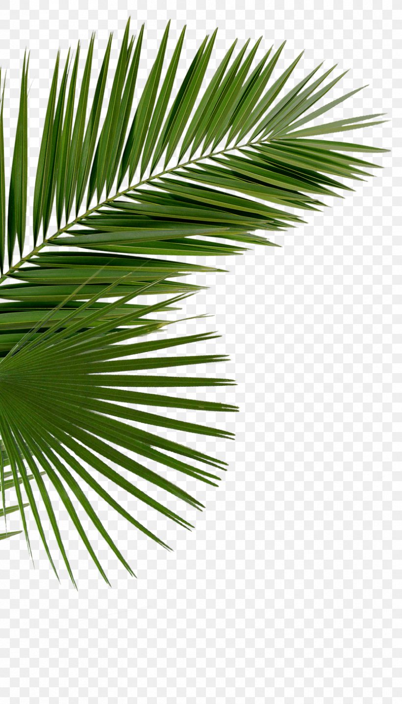 Asian Palmyra Palm Arecaceae Saw Palmetto Palm Branch Palm-leaf Manuscript, PNG, 831x1454px, Asian Palmyra Palm, Arecaceae, Arecales, Borassus, Borassus Flabellifer Download Free