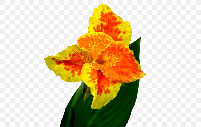 Canna Indica Flower, PNG, 600x519px, Canna Indica, Amaryllis Family, Canna, Canna Family, Canna Lily Download Free