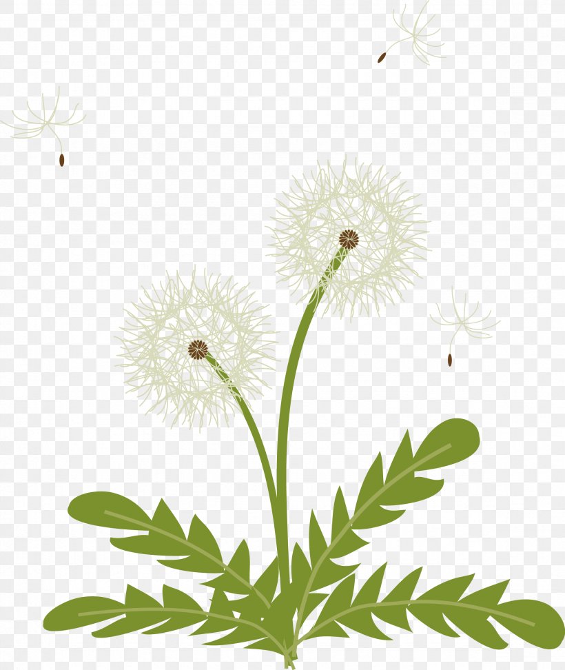 Common Daisy Clip Art Oxeye Daisy Drawing, PNG, 2352x2788px, Common Daisy, Cartoon, Chamomiles, Chrysanthemum, Chrysanthemum Indicum Download Free