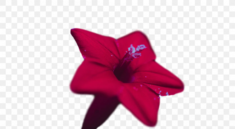 Flower Petal Red, PNG, 1200x659px, Flower, Petal, Red Download Free