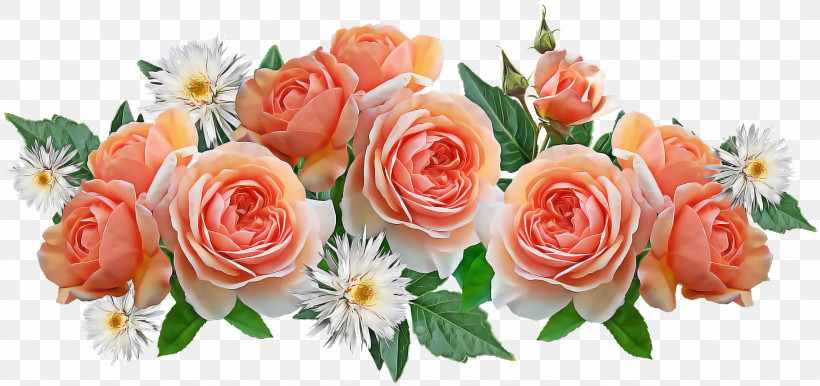 Garden Roses, PNG, 2560x1208px, Garden Roses, Artificial Flower, Cabbage Rose, Chrysanthemum, Cut Flowers Download Free