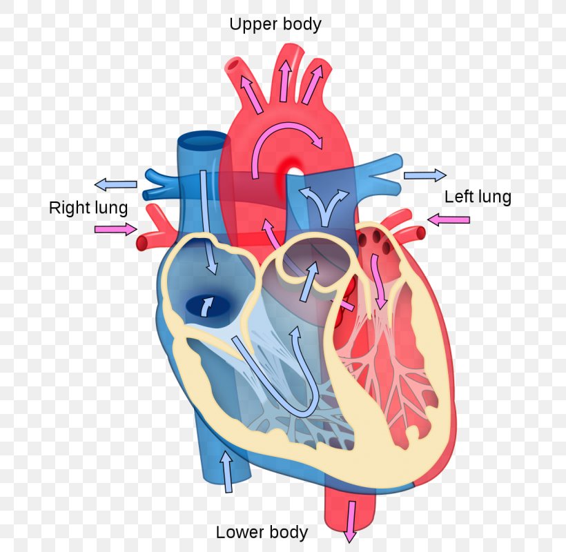 Heart Diagram Anatomy Human Body Circulatory System, PNG, 714x800px, Watercolor, Cartoon, Flower, Frame, Heart Download Free