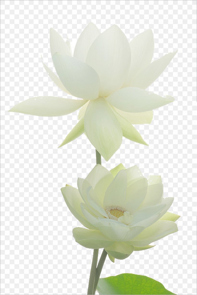 Nelumbo Nucifera Lotus Pond Egyptian Lotus Flower Nymphaea Alba, PNG, 999x1497px, Nelumbo Nucifera, Aquatic Plant, Artificial Flower, Black And White, Blue Download Free