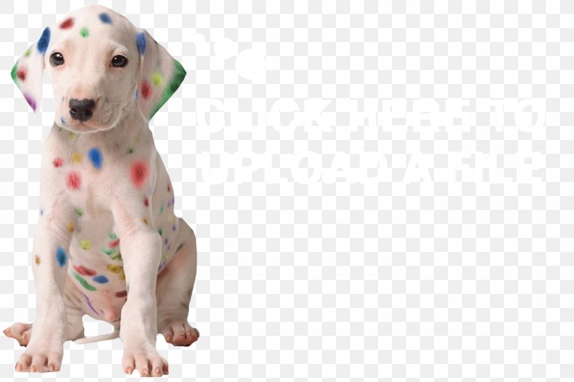 SpeedPro Imaging Centreville Printing, PNG, 1282x854px, Speedpro Imaging, Advertising, Carnivoran, Companion Dog, Dalmatian Download Free