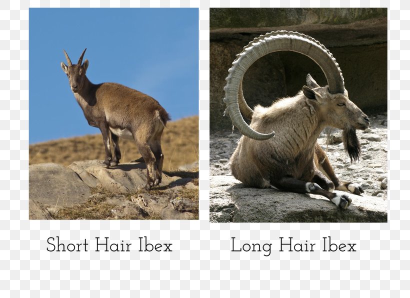 Alpine Ibex Goat Horn Chamois Deer, PNG, 794x596px, Alpine Ibex, Animal, Bighorn Sheep, Capricornus, Chamois Download Free