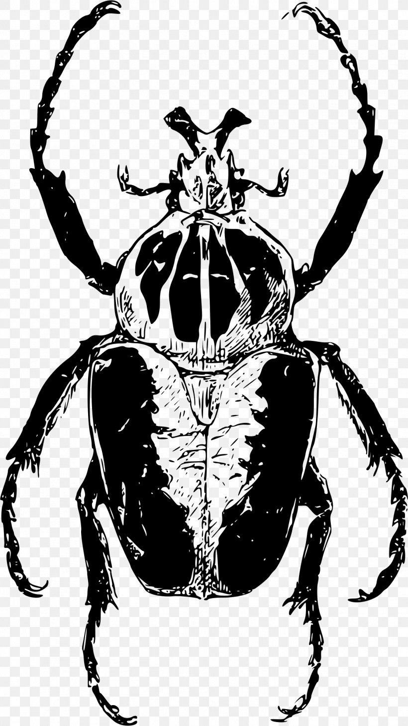 Atlas Beetle Goliathus Clip Art, PNG, 1348x2400px, Beetle, Art, Arthropod, Atlas Beetle, Black And White Download Free