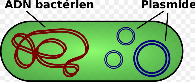 Genetics Of Bacteria Plasmid Nucleoid DNA, PNG, 1200x509px, Plasmid, Archaeans, Area, Bacillus Thuringiensis, Bacteria Download Free