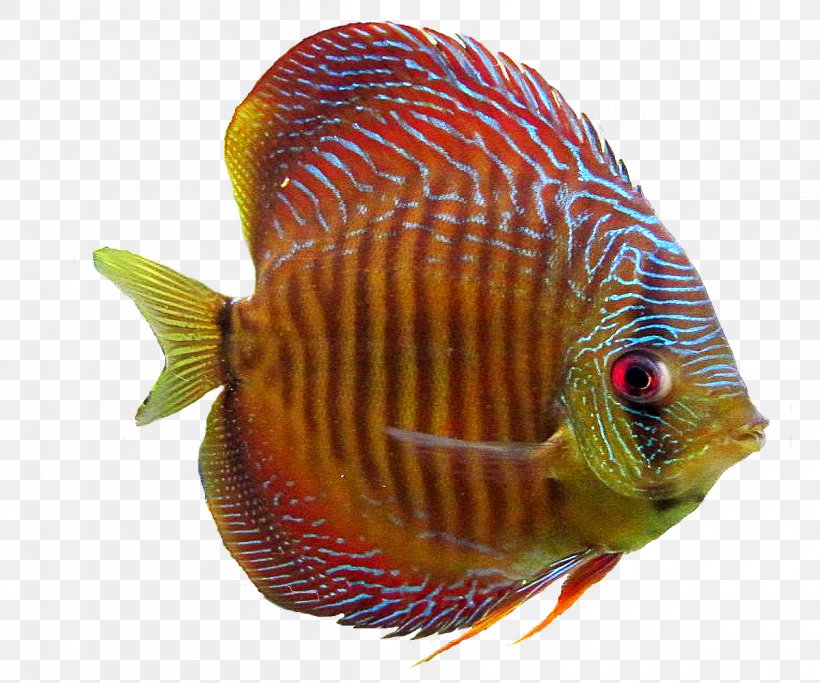 Goldfish Aquarium Ornamental Fish, PNG, 1200x1000px, Goldfish, Akvarim, Aquarium, Aquariums, Blood Parrot Cichlid Download Free