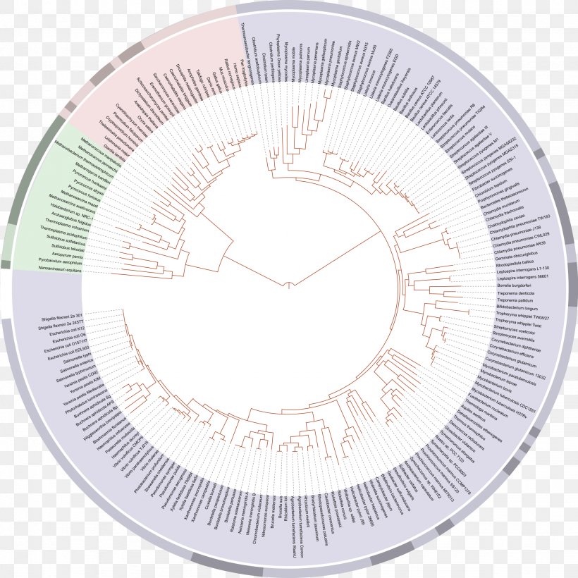On The Origin Of Species Tree Of Life Phylogenetic Tree Evolution Biology, PNG, 2048x2048px, On The Origin Of Species, Biology, Charles Darwin, Clock, Common Descent Download Free