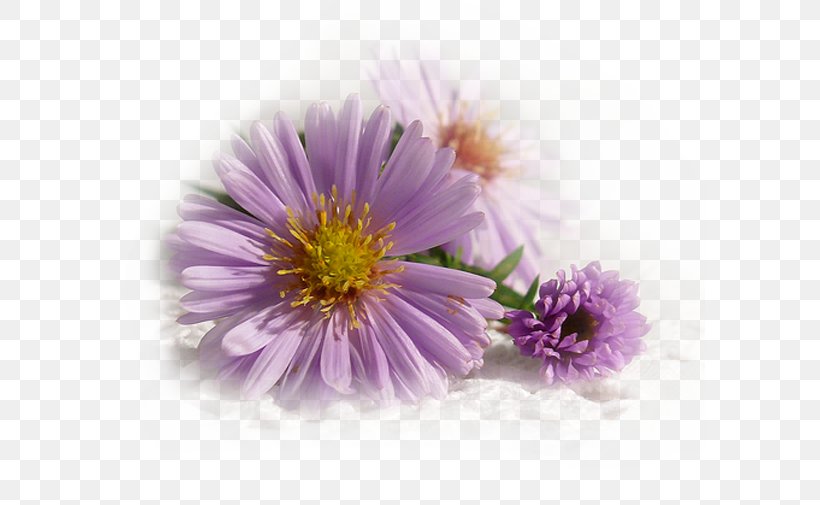 Painting Garden Cosmos Internet Forum Photograph Shape, PNG, 590x505px, Painting, Annual Plant, Aster, Ayla The Daughter Of War, Chrysanthemum Download Free