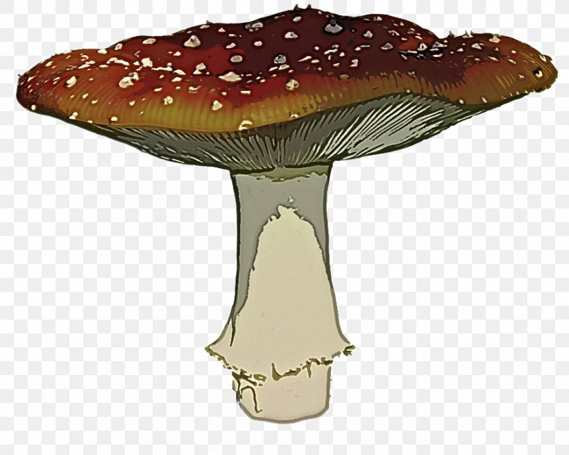 Agaric Mushroom Medicinal Mushroom Fungus Agaricomycetes, PNG, 901x720px, Agaric, Agaricaceae, Agaricomycetes, Bolete, Edible Mushroom Download Free