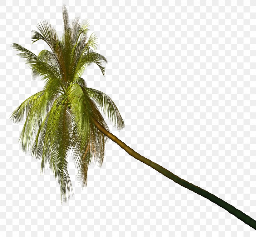 Coconut Palm Trees Image Clip Art, PNG, 1419x1314px, Coconut, Arecales, Asian Palmyra Palm, Branch, Centerblog Download Free