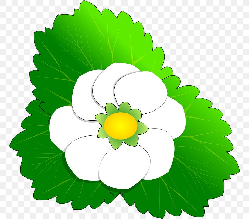 Flower Clip Art, PNG, 760x720px, Flower, Annual Plant, Art, Common Daisy, Cut Flowers Download Free
