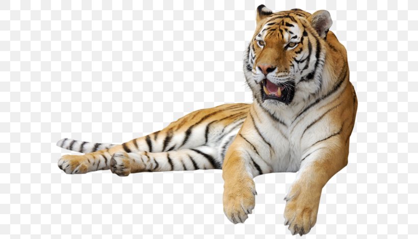 Siberian Cat Lion Leopard Felidae Kitten, PNG, 600x469px, Siberian Cat, Animal, Big Cat, Big Cats, Carnivoran Download Free
