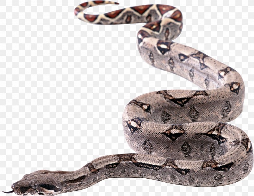 Snakes, PNG, 2096x1618px, Snake, Boa Constrictor, Boas, Chart, Colubridae Download Free