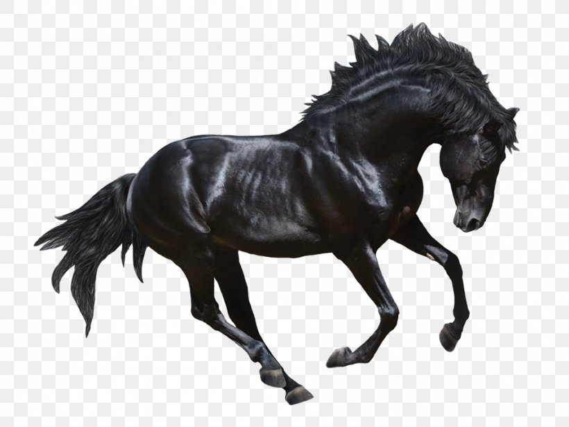 Stallion Andalusian Horse Appaloosa Black Stock Photography, PNG, 950x713px, Stallion, Andalusian Horse, Animal Figure, Appaloosa, Bit Download Free