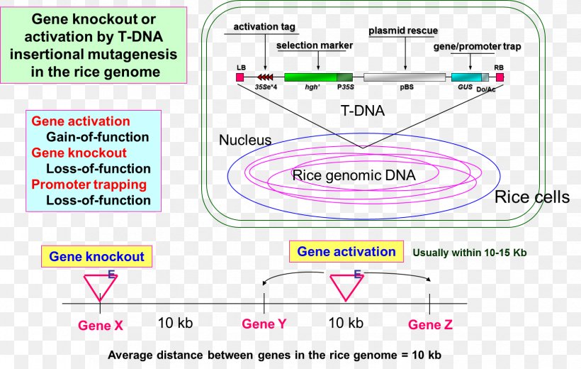 Transfer DNA Insertional Mutagenesis Gene Knockout, PNG, 1654x1050px, Transfer Dna, Area, Brand, Diagram, Dna Download Free