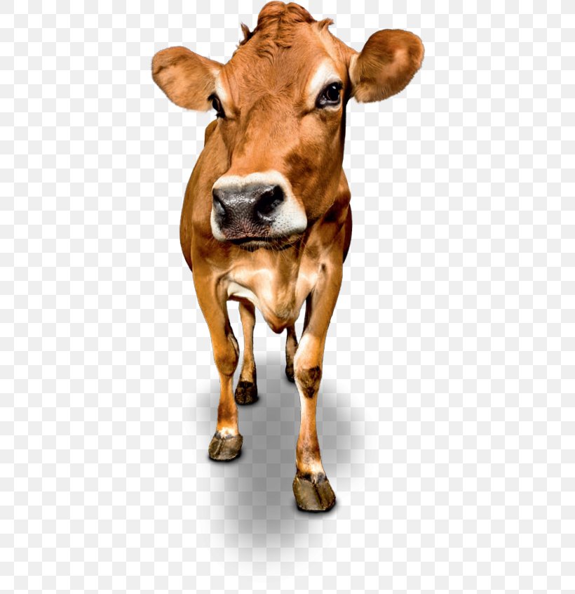 Dairy Cattle Jersey Cattle Milk Calf Ox, PNG, 394x846px, Dairy Cattle, Albert Heijn, Calf, Cattle, Cattle Like Mammal Download Free