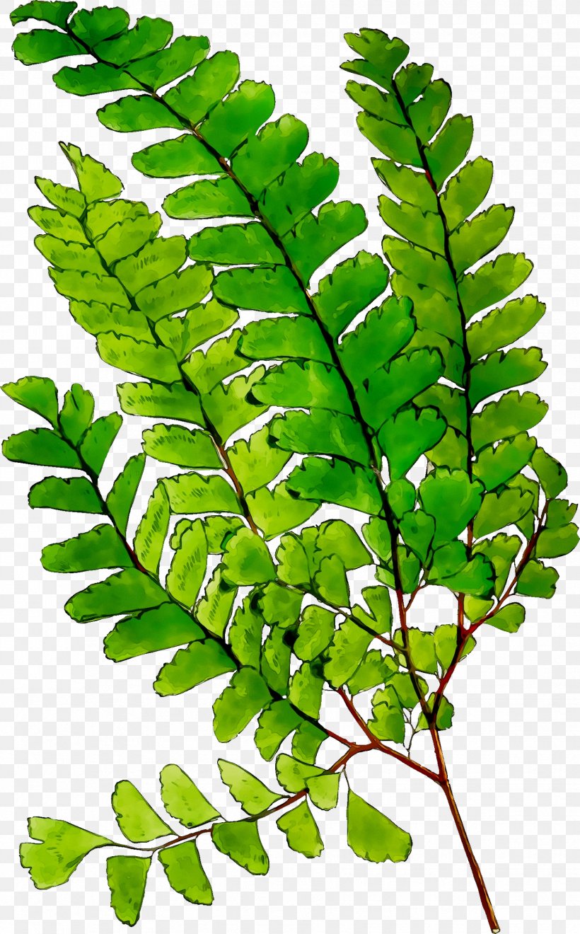 Fern Leaf Plant Stem Tree Plants, PNG, 1728x2783px, Fern, Botany, Branch, Ferns And Horsetails, Flower Download Free