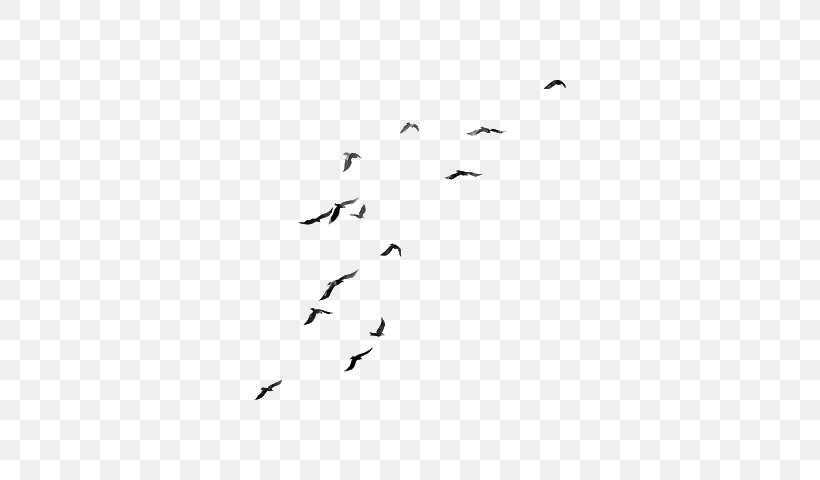 Flock Bird Migration Beak Font, PNG, 640x480px, Flock, Animal Migration, Area, Beak, Bird Download Free