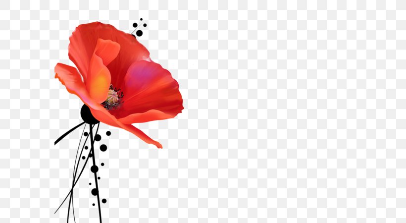 Poppy God Quran Happiness Holy Of Holies, PNG, 600x450px, Poppy, Bible, Coquelicot, Flower, Flowering Plant Download Free
