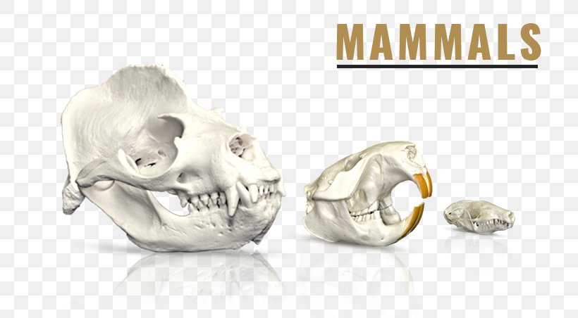Skull SKELETONS: Museum Of Osteology Mammal, PNG, 787x452px, Skull, African Buffalo, Animal Skulls, Body Jewelry, Bone Download Free