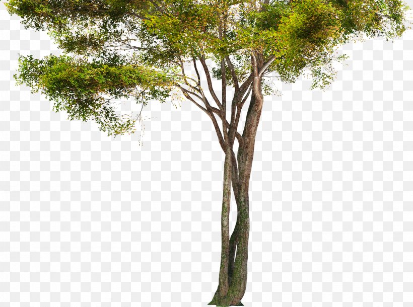 Tree Branch Trunk, PNG, 1611x1200px, Tree, Alder, Branch, Flora, Grass Download Free
